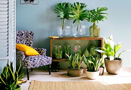 Plants help to detox the home