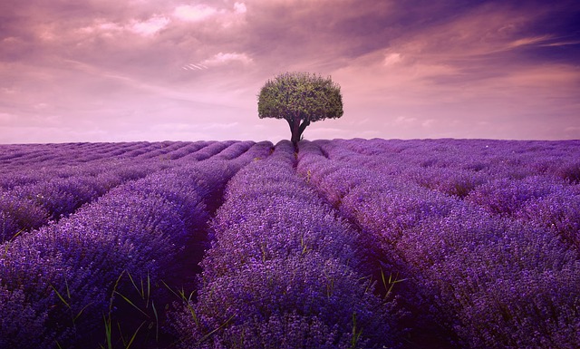 Field of lavender with a tree