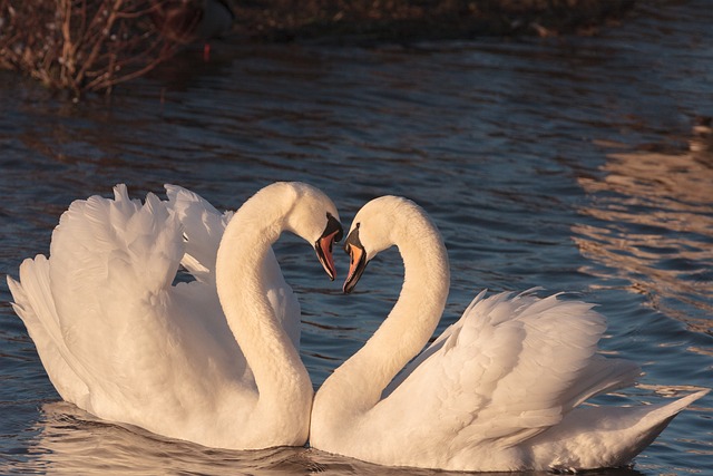 Two swans together in the water