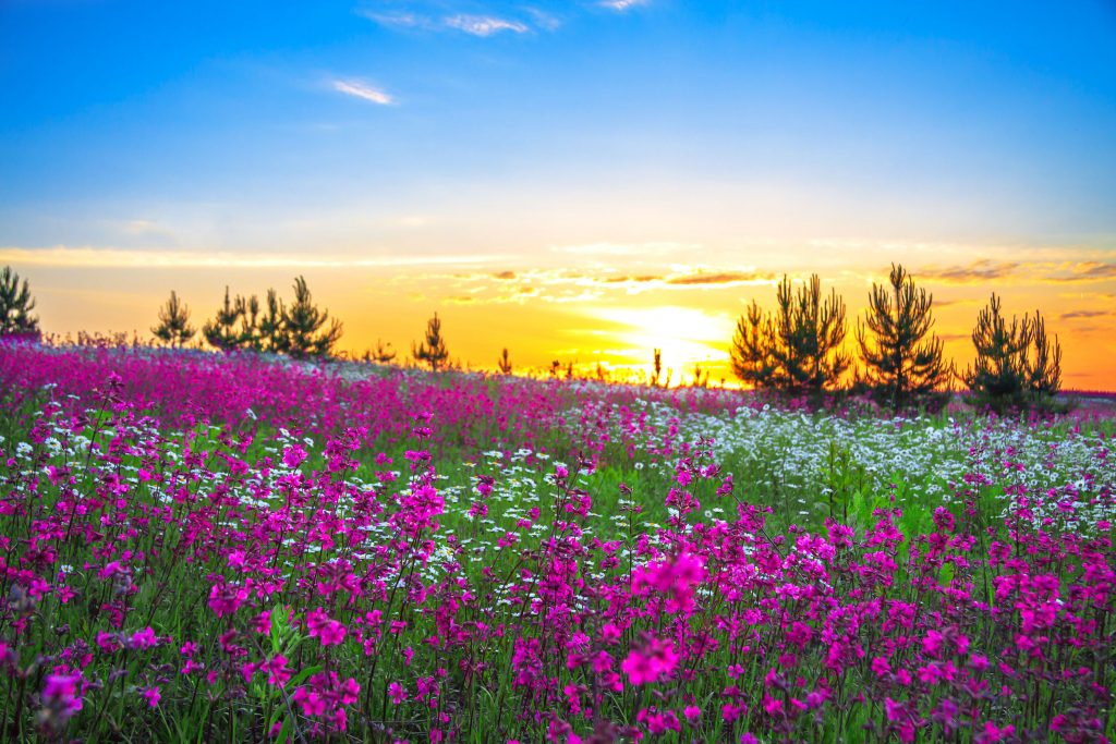 beautiful fields of flower