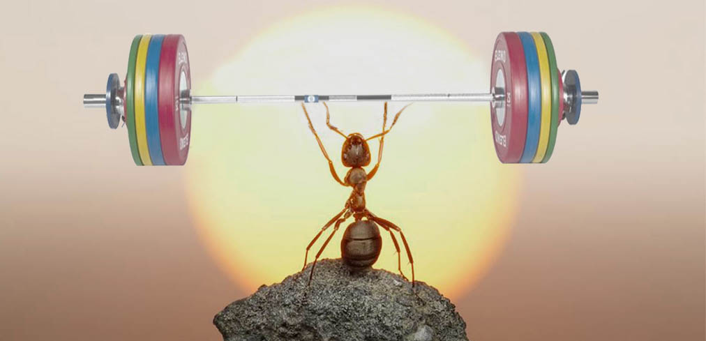 ant and weights