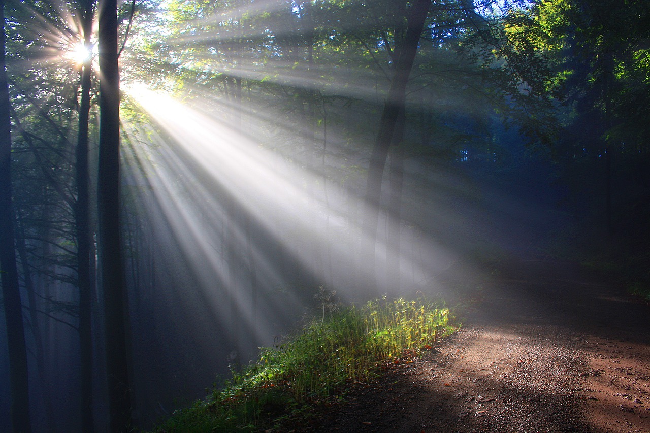 sunlight shining through trees